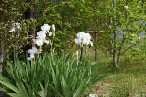 20170506　ジャーマンアイリスの花 (1)